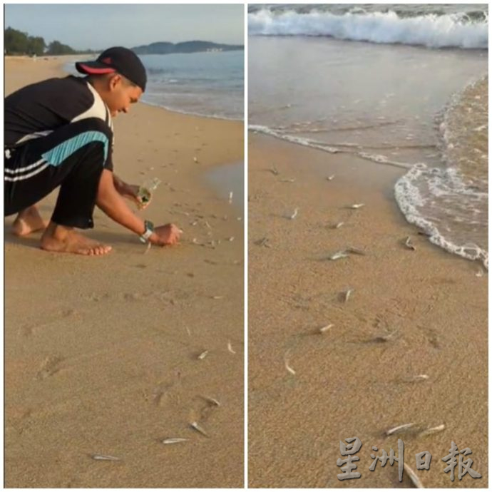 视频|登州海滩现大量江鱼仔搁浅 网民担心:望不是洪灾征兆