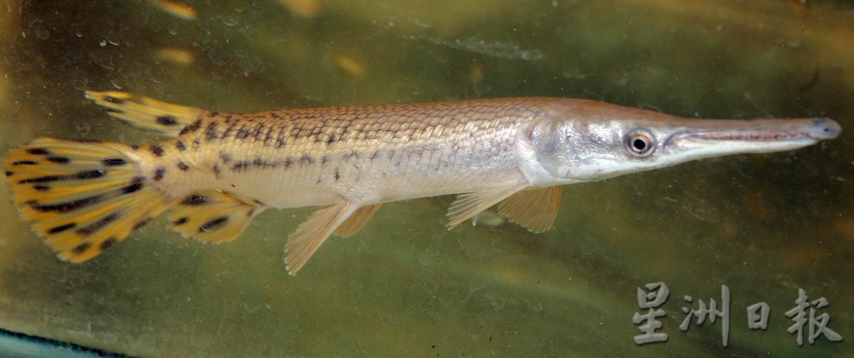 霹渔业局突检观赏鱼单位 充公49禁鱼 值8300