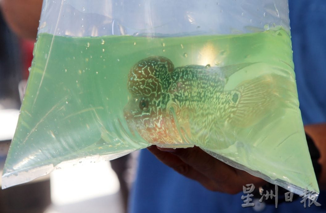 霹渔业局突检观赏鱼单位 充公49禁鱼 值8300