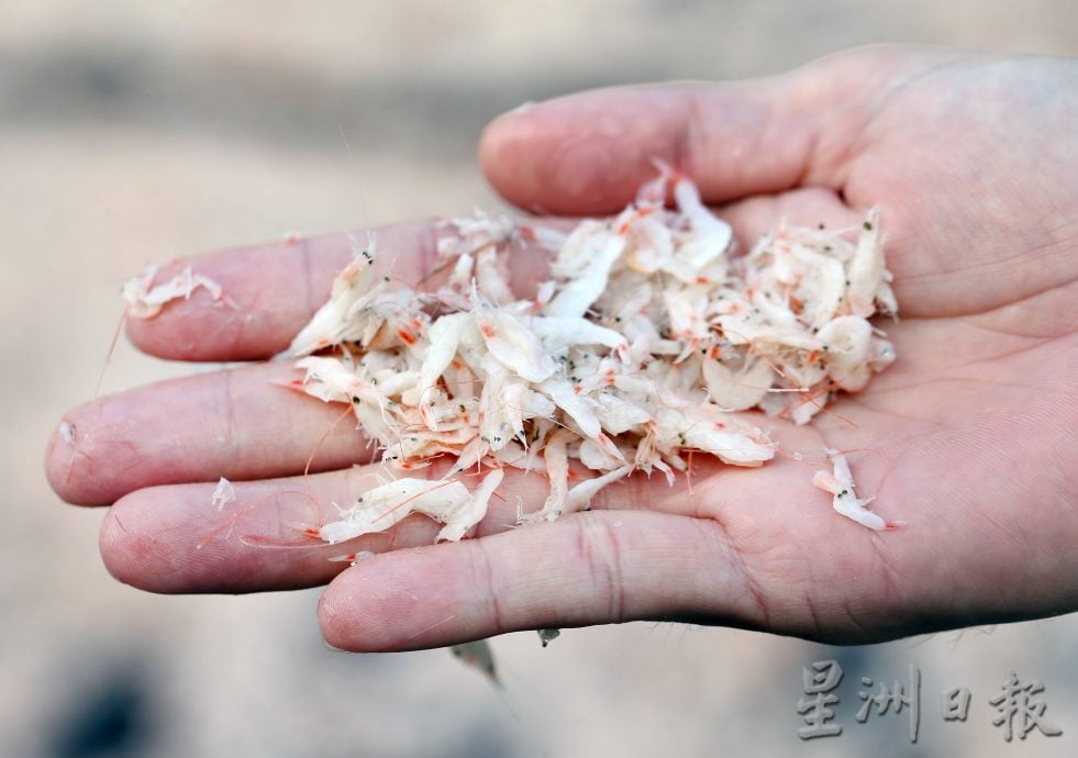 霹:9日见报/封底主文/它的诞生︱峇拉煎