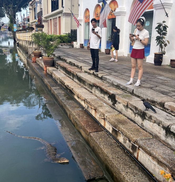 （1/11见报）星角摄/早晨的甲河