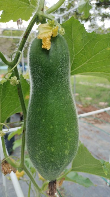 （2/10见报）绿意盎然/大都会/P3KU社区菜园 特殊儿享农耕乐趣