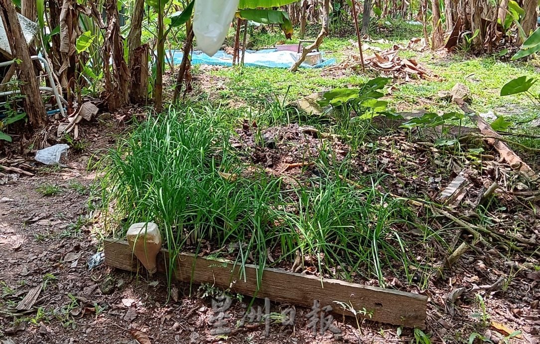 (30/10见报)绿意盎然/个人打造15年社区小果园,分赠邻居朋友分享丰收喜悦/10图