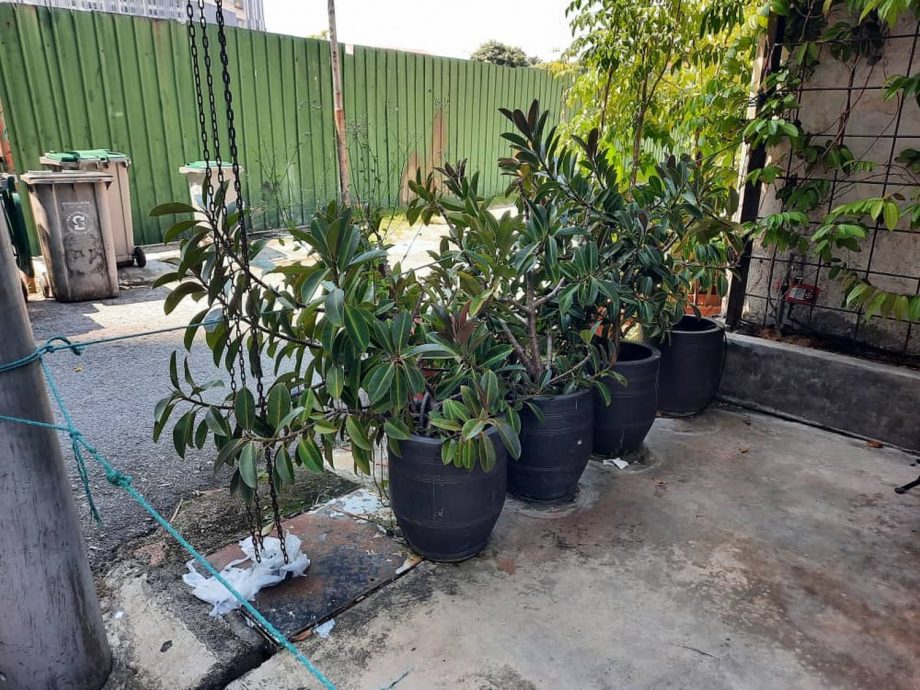 (古城第三版主文)店家用花盆“封闭”走廊,居民投诉被迫走到马路上威胁安全