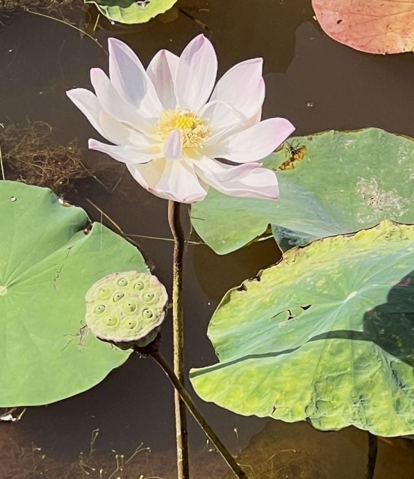 (古城第二版主文)【带你去找爱】:莲花的爱