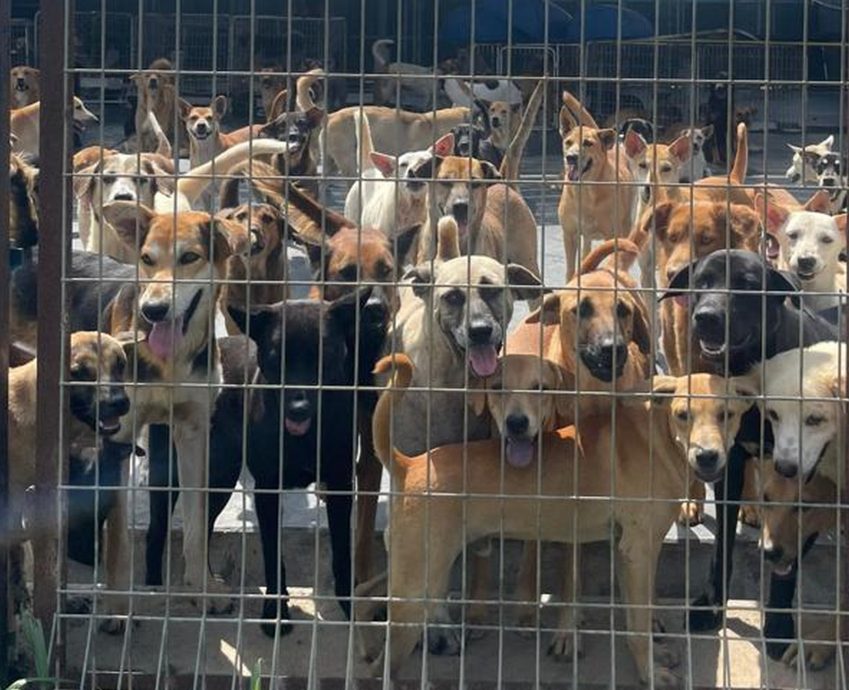 (古城第六版主文)甲生命护生园发动爱心捐献·冀望让爱不流浪