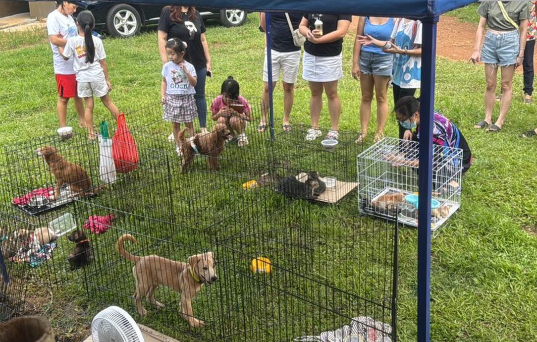 (古城第六版主文)甲生命护生园发动爱心捐献·冀望让爱不流浪