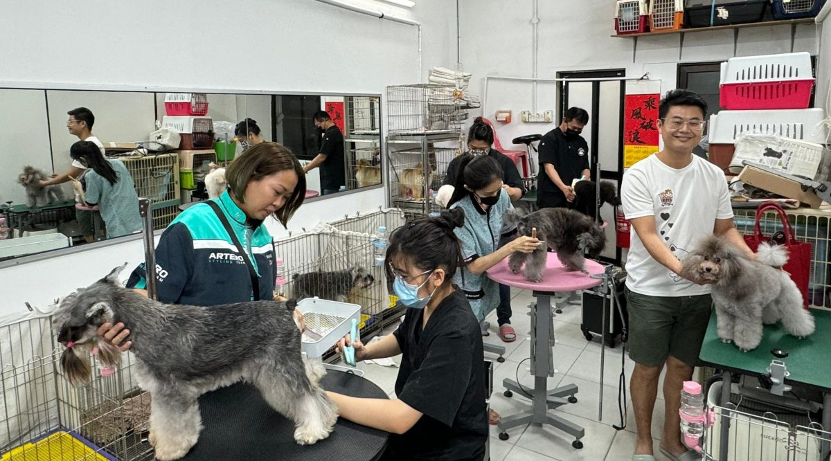 (大北马)宠物美容成当今最夯的行业之一。