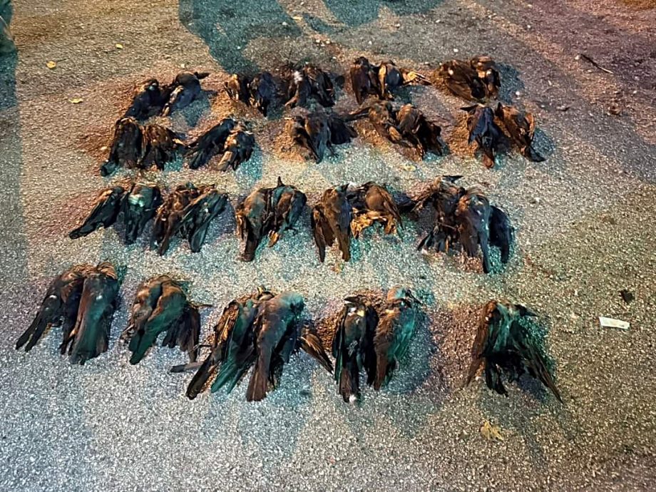 (已签发)古来乌鸦越来越多扰民 古来市议会射鸦解民困