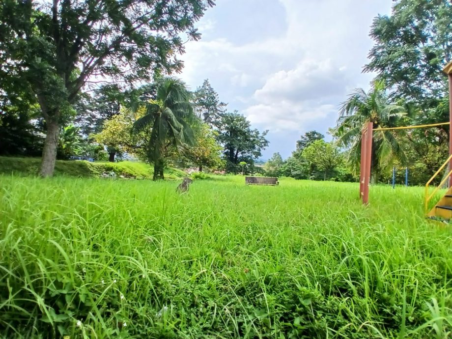 (版4头)大都会/陈祥国:没有霸占皇冠城第8区的休闲公园作为花圃的用途