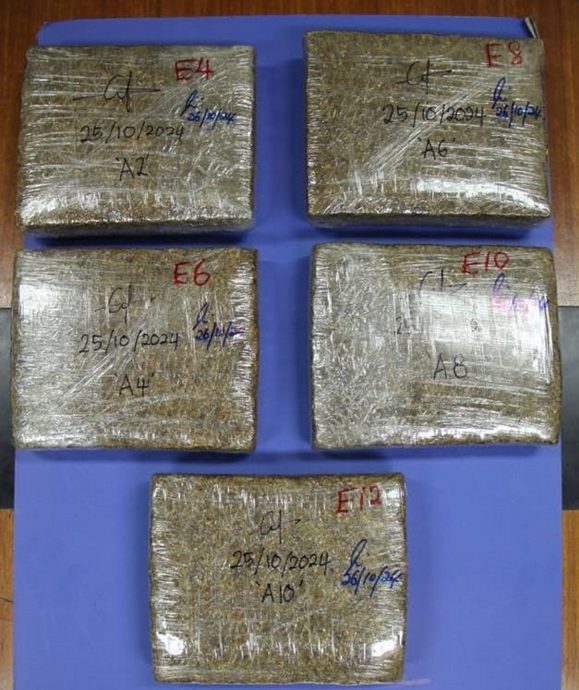 NS马口:森州警方在马口及柔佛拉美士两地起获逾13公斤,市值逾4万令吉的大麻,扣捕一名华裔男子