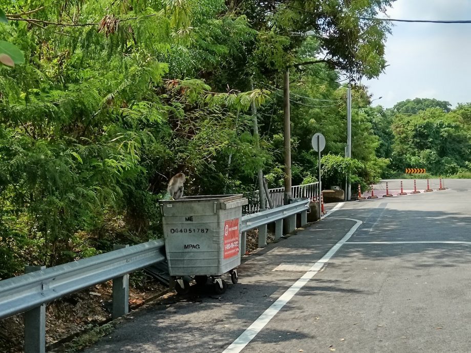 “家园”被砍伐,猴群转入市区“游玩”觅食