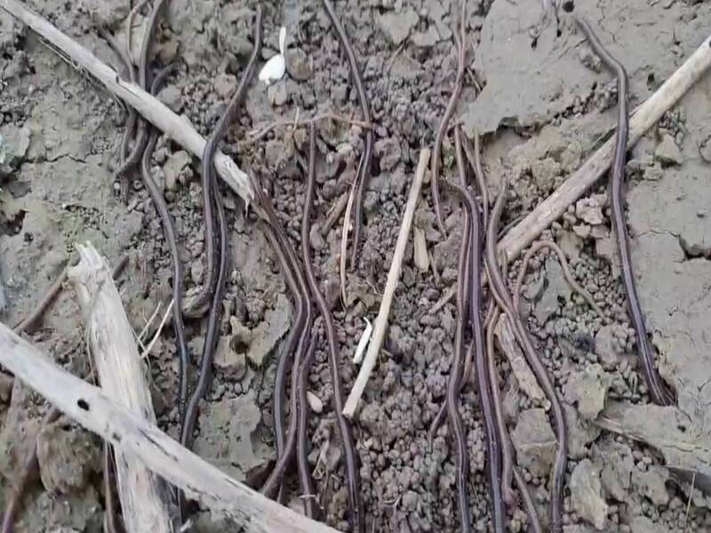 “蚯蚓大军”农地蠕动是地震前兆? 农民:20cm看得头皮发麻