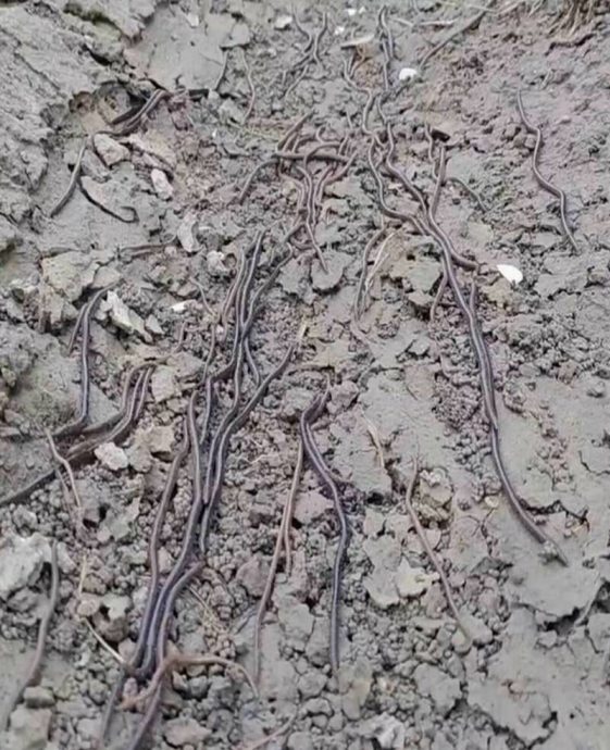 “蚯蚓大军”农地蠕动是地震前兆? 农民:20cm看得头皮发麻