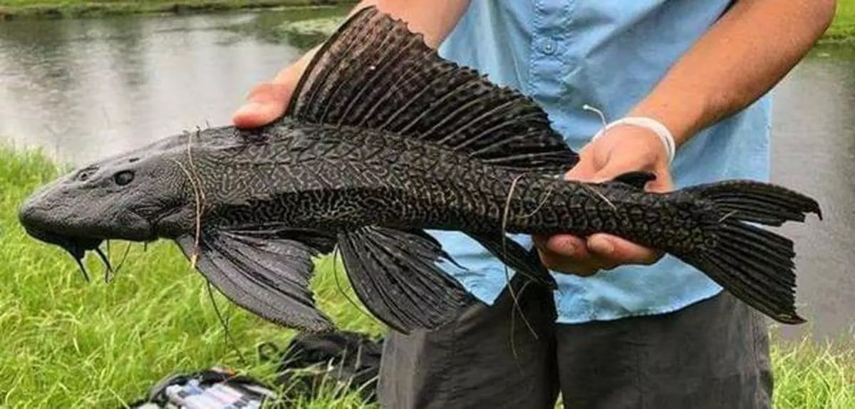 专吃垃圾的“清道夫”琵琶鱼 我们可以吃吗?