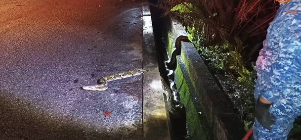 东:北根民防部队1个月内尝试3次,终于成功抓获一条重达100公斤的网纹蟒。