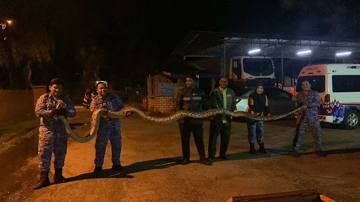 东:北根民防部队1个月内尝试3次,终于成功抓获一条重达100公斤的网纹蟒。