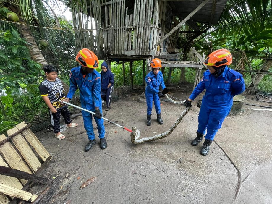 东:北根民防部队1个月内尝试3次,终于成功抓获一条重达100公斤的网纹蟒。