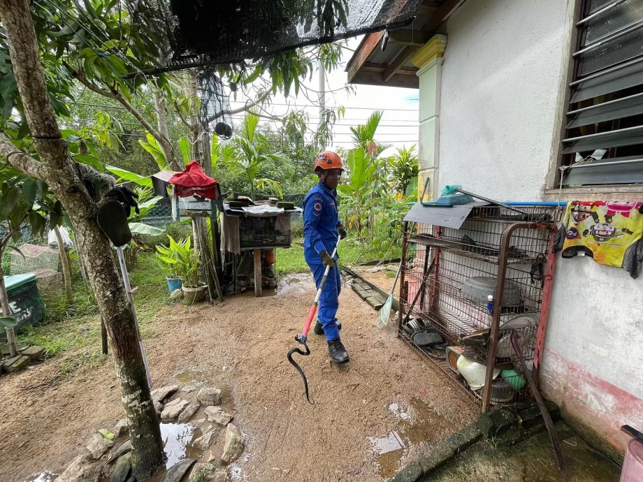 东:北根民防部队1个月内尝试3次,终于成功抓获一条重达100公斤的网纹蟒。