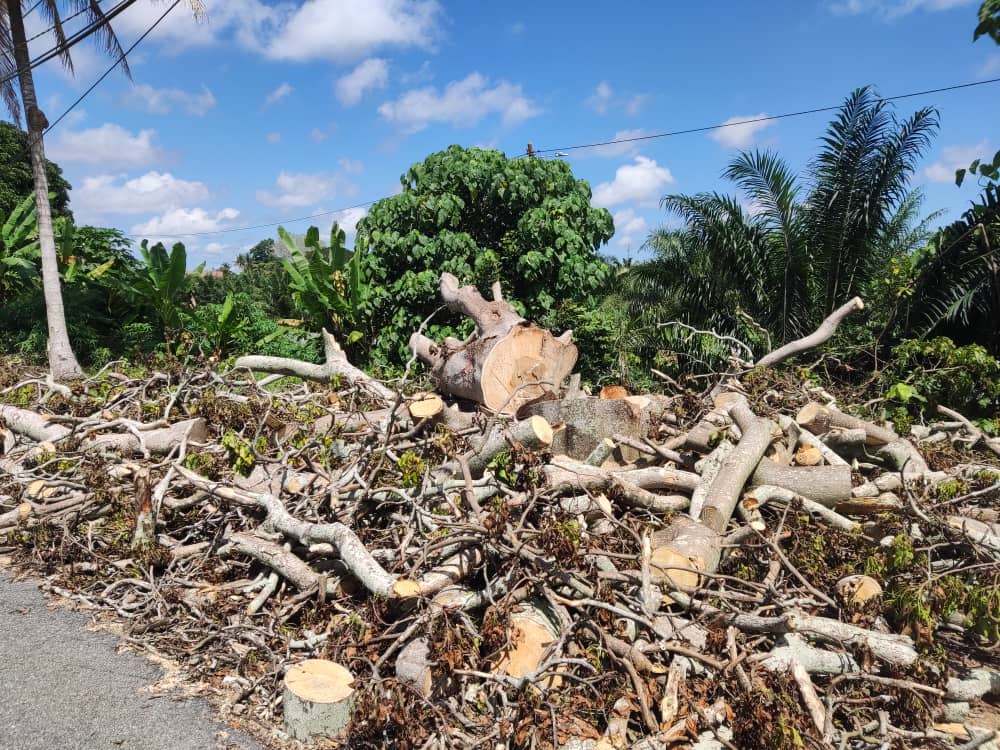 东:县议会在搞什么