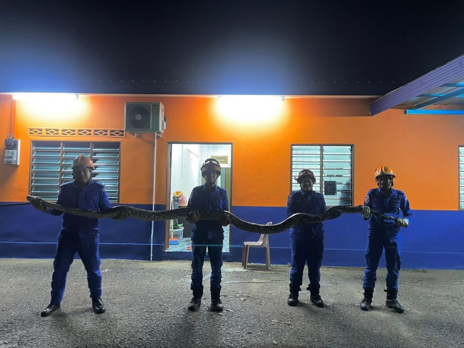 东:民防局人员昨晚在话望生县士达新村捕获了一尾重达50公斤的蟒蛇。