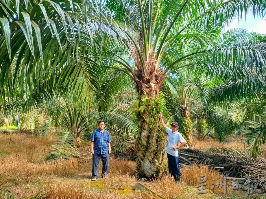 供星洲网:油棕果收购价突破1千令吉,榕吉再发生盗采事件