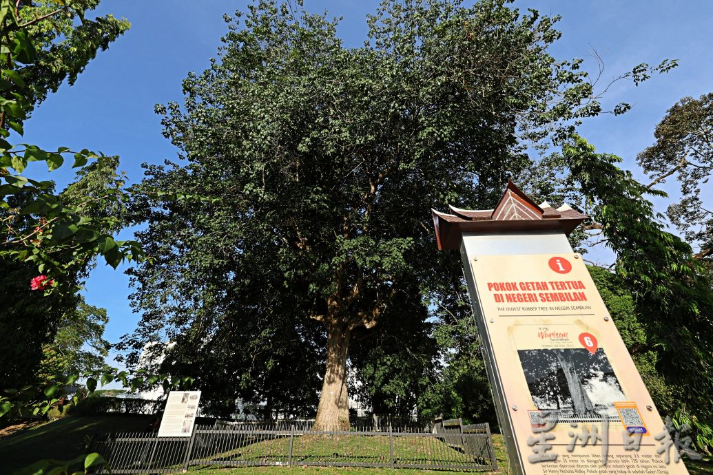 供星洲网/芙蓉百岁老橡胶树,身价75万