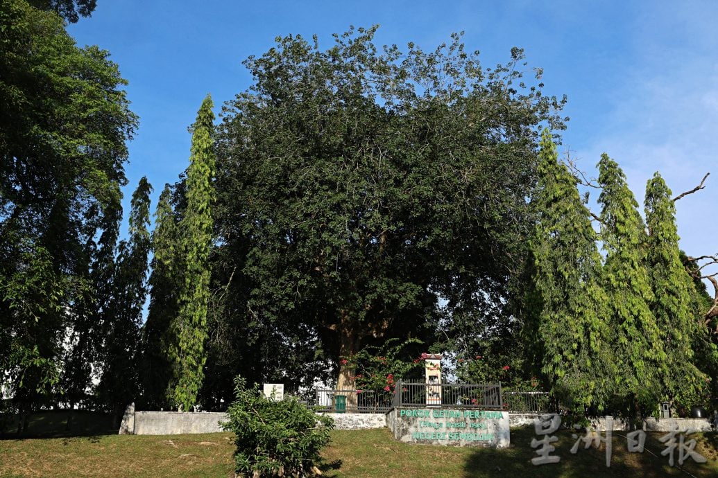供星洲网/芙蓉百岁老橡胶树,身价75万