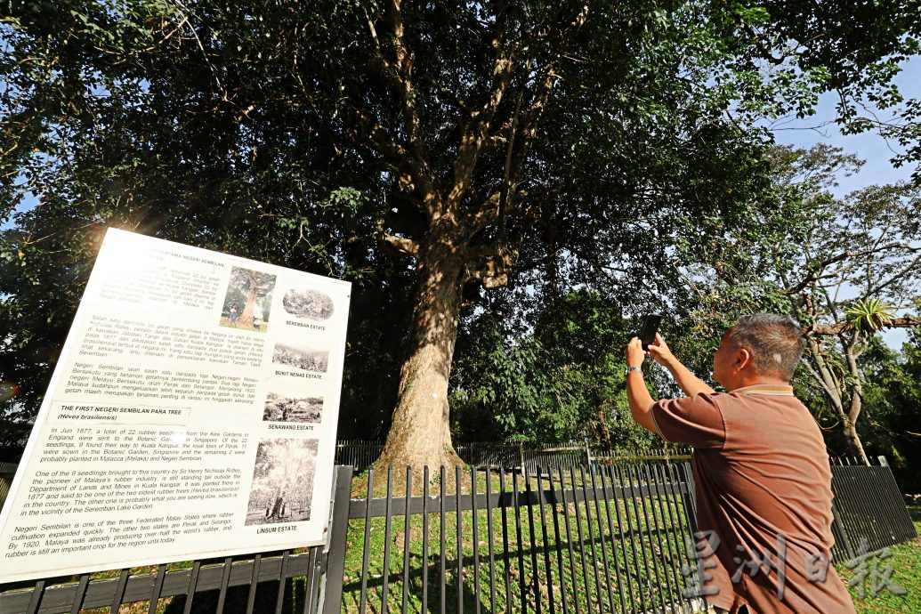 供星洲网/芙蓉百岁老橡胶树,身价75万