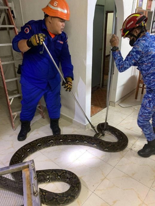 供星洲网:视频|大蟒蛇从天花板掉下来 一整条“躺”沙发吓坏人