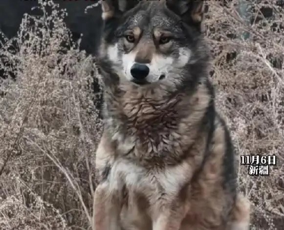 傻傻分不清楚? 小狗养了3年才知是狼!