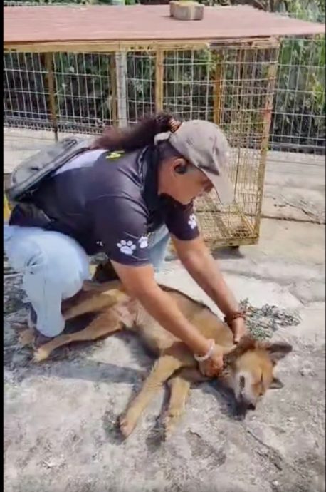 **全国综合(先供网,交花城跟进)**动保团报指狗儿被紧绑暴晒致死,饲主报警指私闯民宅