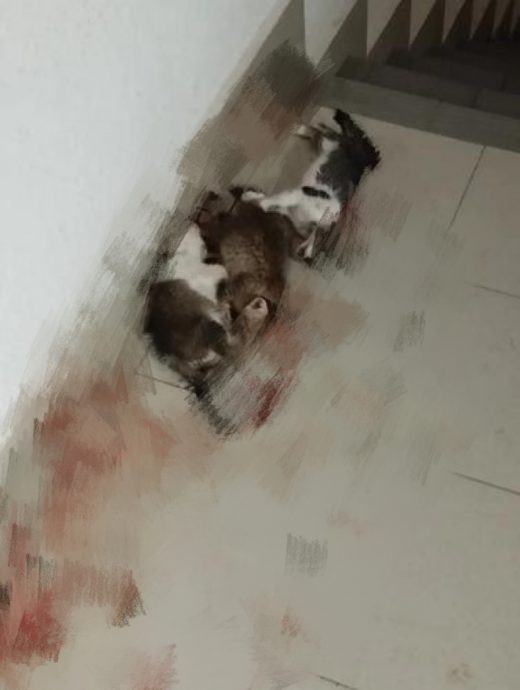 利器穿头 血流满地 3猫遭残杀 学生吁校方严查