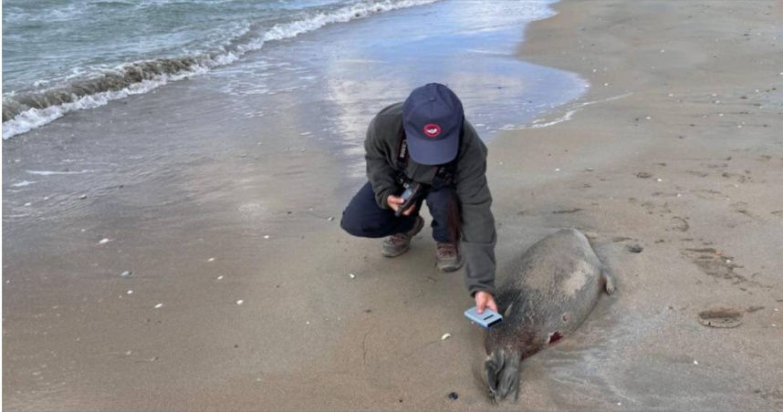 千只海豹尸体冲上岸! 距联合国气候变迁大会仅几英里