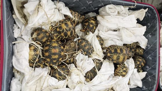 它们是生物，不是玩物！珍奇动物成新宠，助长走私猖獗