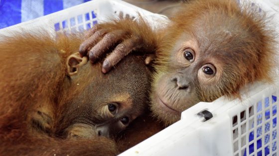它们是生物，不是玩物！珍奇动物成新宠，助长走私猖獗