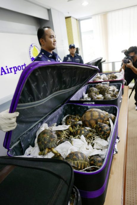它们是生物,不是玩物!珍奇动物成新宠,助长走私猖獗