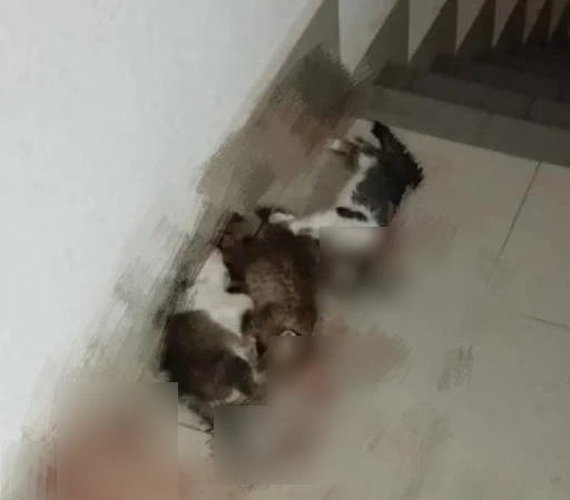 小猫遭残杀案|拉曼理工大学：全力配合调查