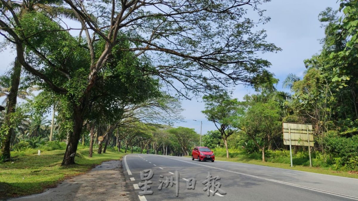 **已签发**柔:头条之一:【民生特工队】:暴风雨树倒砸车频传 ,公路使用者促当局定时修剪树木