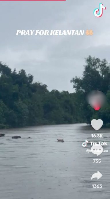 已签发(全国)吉兰丹水灾 饲主涉水领牛只往安全地 感动网民