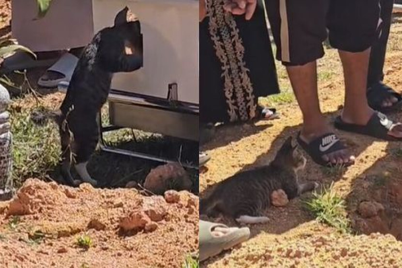 已签发(全国)墓地突现猫咪陪伴下葬,网友分享类似感人经历