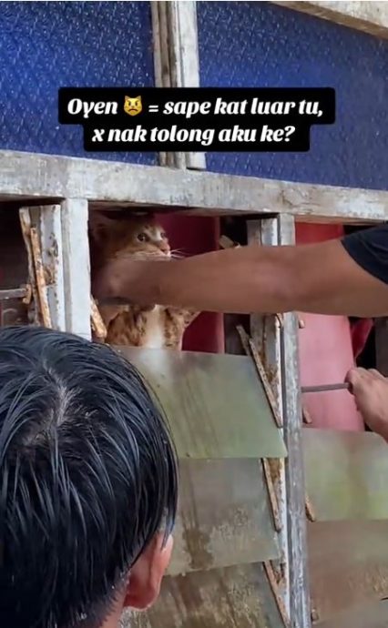 已签发(全国)水灾来袭 猫咪紧抓窗铁避难惹人怜