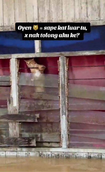 已签发(全国)水灾来袭 猫咪紧抓窗铁避难惹人怜