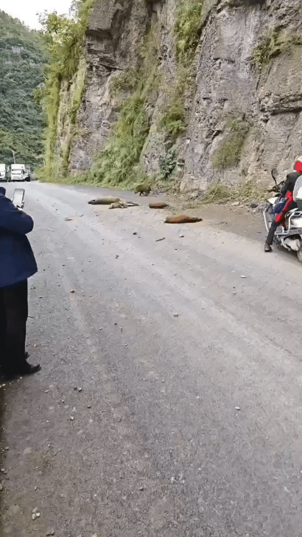 拼盘)云南“天降野猪”险击中女司机 集体跳崖的真相是....