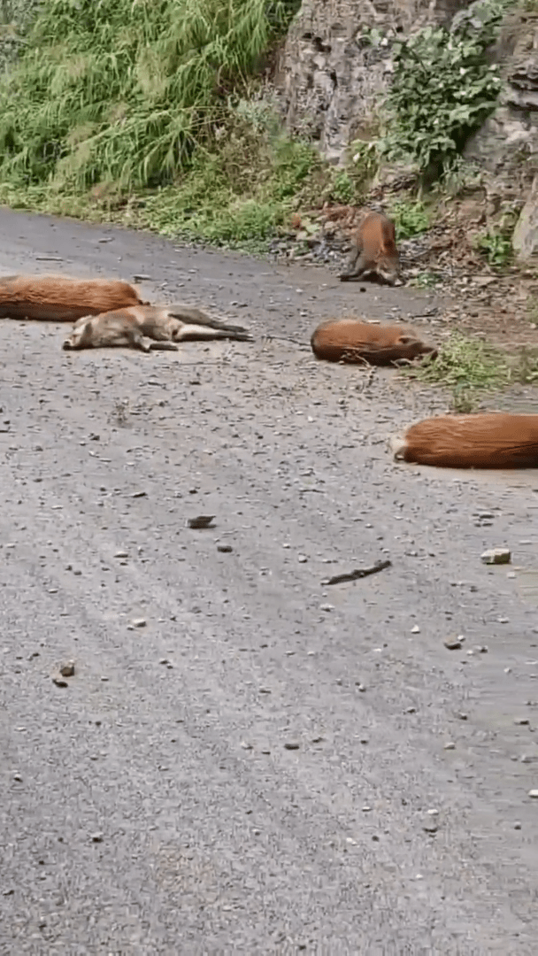 拼盘)云南“天降野猪”险击中女司机 集体跳崖的真相是....