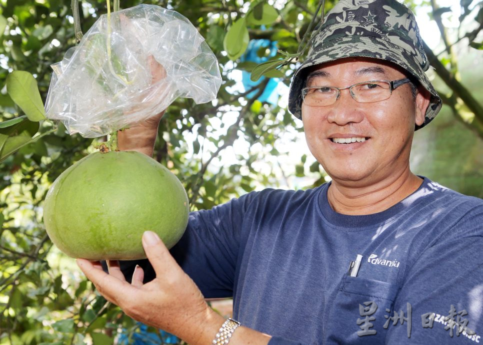 有雨季歉收 也有唱丰收 农历蛇年柚子料充足