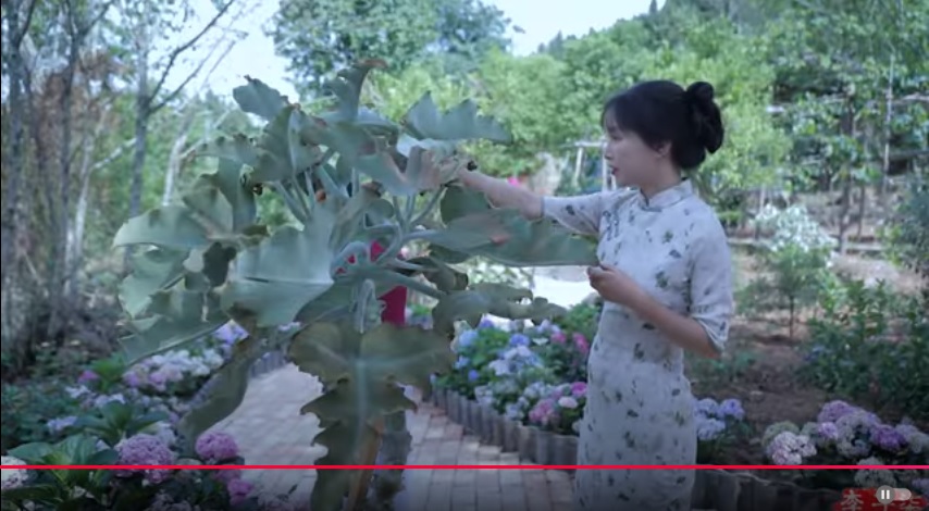 李子柒回来了! 时隔3年发2新片“很想你们”