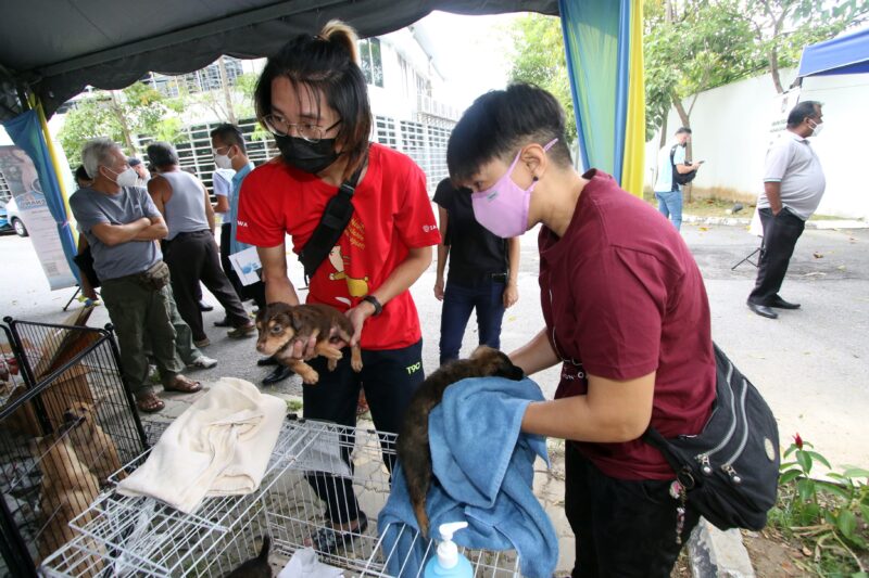 星期天头条:流浪狗课题 Fz100456983414