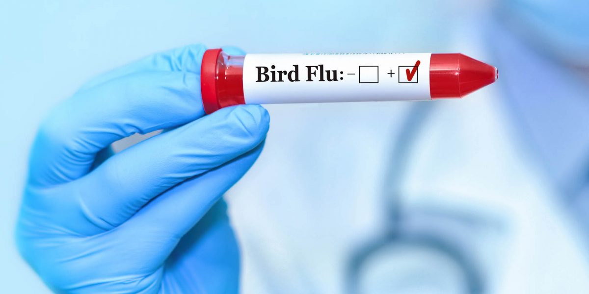 研究:由牛传人的禽流感病毒传染性强致死率高