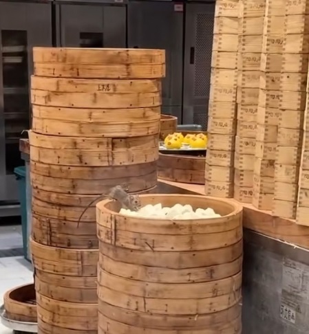 老鼠后厨啃叉烧包 店家:销毁食品并全面消毒
